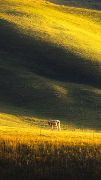 Tangbula grassland