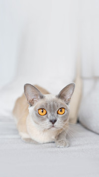Playful Burmese kitten, Burma cat lying on coach
