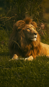 Why is the king of beasts bullied by dogs 2