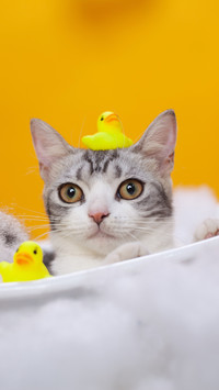 What do you think of a cats personality