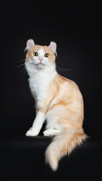 罕见的猫咪品种