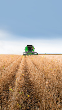A combine harvester working in a wheat field