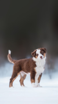 Australian shepherd puppy in winter