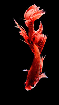 Siamese Fighting Fish