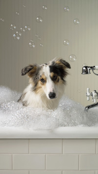 The dog dog also want to wash a face to 0