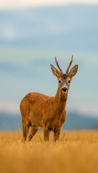 Roe deer in a rainy early summer evening