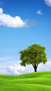 Green tree