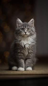 猫无聊时会有哪些表现