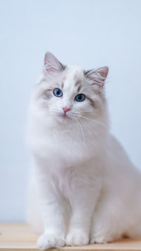猫会模仿主人的行为吗