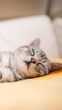 American shorthair silver tiger spotted kitten