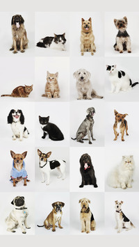 Chinas chain pet industry 50