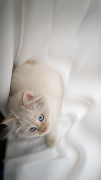 Beautiful kitten female cat few weeks old persian cat
