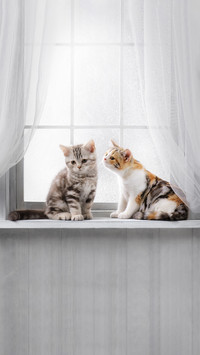 Cute kittens on the windowsill