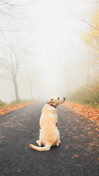 忠诚温柔的导盲犬