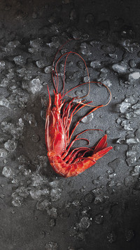 Red shrimp