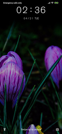 Crocus_3MDP