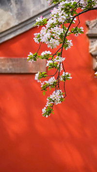 The crabapple blossoms in the forbidden city 2