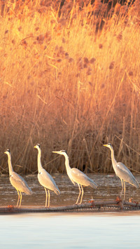 A row of herons on the water surface