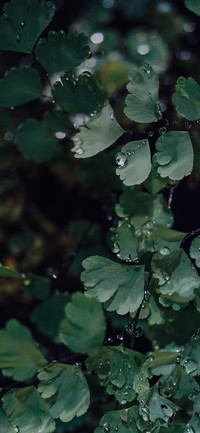 端阳绿意