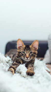 Longhair bengal kitty laying on the white blanket