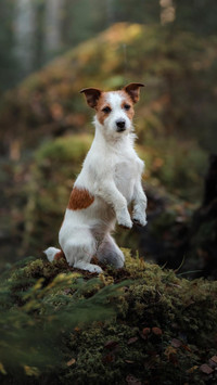 Dog35