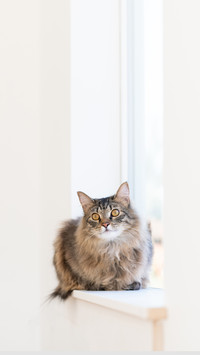 Young Long-Haired Tabby Cat on Window Sill in Sun