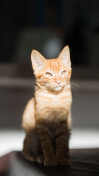 Little orange kitten enjoying rays of sun