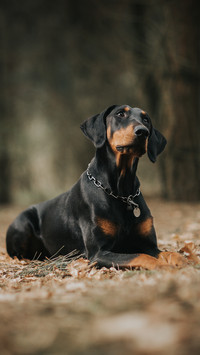 矫健杜宾犬