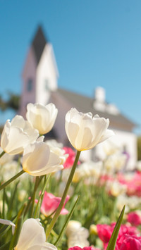 Kukenhoffs flowering period is advanced