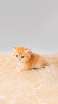 Cute fluffy kitten on a fur blanket on a white background