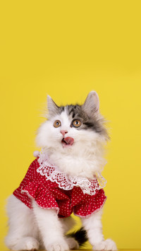 Why is the cat pointing its butt at you