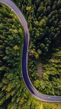 Forest road-05