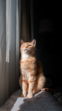 Brown tabby cat sitting on a sofa behind the curtains