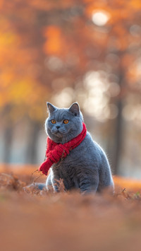 Cats also need face 24