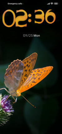 nature butterfly