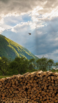 A swallow flew by