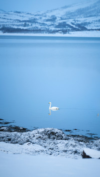Swans in the lake