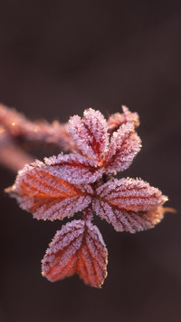 Ancient frost big data 14