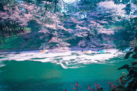 Sakura lake