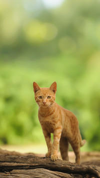 Ginger Kitty Cat Outdoor Portrait