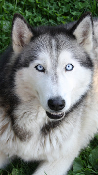 HUSKY PUPPY (1)