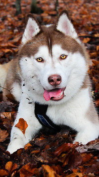 HUSKY PUPPY (4)