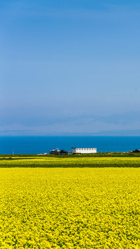 Rapeseed flowers in Qinghai Lake, China