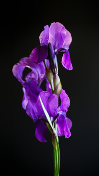 The Planting Method of Iris 9