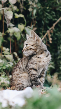 猫咪对人有感情吗