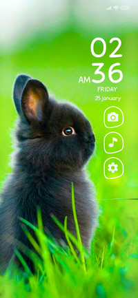Rabbit o