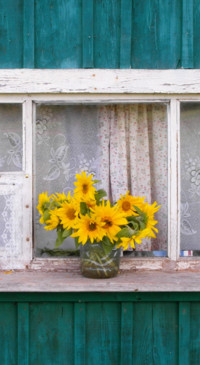 Sunflower Dream (16)