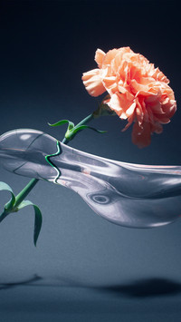 Flowers and water droplets