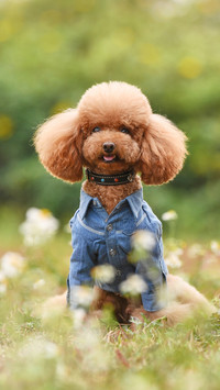 Why Dogs Dont Respect You 6