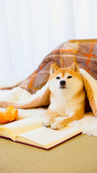 高冷柴犬汪